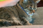 Toffee. female, declawed cat for adoption