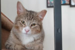 Milo. Cat for adoption