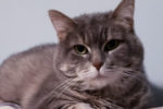 Marseille. Cat for adoption. Toronto Durham GTA