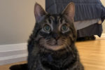 Mozart. declawed cat, male, for adoption