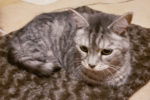 Silver. Cat for adoption, Toronto, Durham Region, GTA