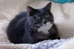 Ti Louis. Male cat for adoption