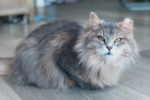 Steels. Young, female cat for adoptions