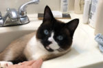 Tatoo. Young, Ragdoll Mix, Rescue Cat Finds New Forever Home 