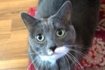 Tite Fille. declawed, female cat for adoption