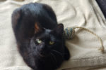 Wasabi. female cat for adoption, spayed. toronto gta