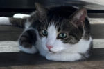 Cupcake. Young Cat, Male, People-Oriented, Needs A New Home