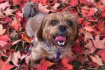 Lulu, small dog, morkie, adoption