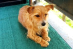 Bailey. Yorkshire Terrier, Fox Terrier Cross dog for adoption, male