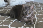 Billy. declawed, male cat for adoption