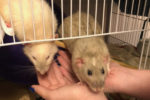 Storm and Ghost. Rats for adoption