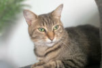 Beatrix. adoptable cat, Toronto, Durham Region, GTA cats for adoption