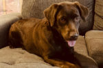 Cocoa. Young, female, chocolate lab for adoption