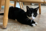 Vera. Declawed, Female cat needs new home