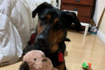 roki. dog for adoption