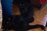 Jezzy and Blue. Cats for adoption