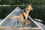 Marty. German Shepherd Mix dog for adoption