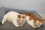 Winston and Oscar. Male cats, pair for adoption