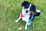 Apollo. Dog for adoption. mixed breed