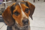 Julius. Dog for adoption. Beagle