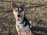 OLIVER. Lively 4-Year-Old German Shepherd / Husky Mix Makes Existing ..