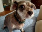 THEO. Sweet, Fully Vaxxed, Neutered, 11-Year-Old Male Yorkie/Maltese Mix Needs ..