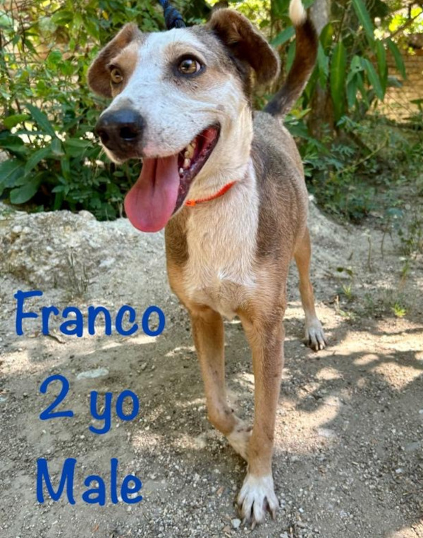 Franco. Super-Friendly, Social Rescue Dog, Male, Seeking Active New ...