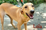 Lola. Rescue dog needs new forever home