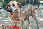 Samantha. Rescue dog needs forever home