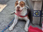 MAX. Neutered, Fully Vaxxed, Friendly 4-Year-Old Pointer/Bull Terrier Cross From ..