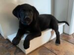 TEDDY. De-Wormed, Vaxxed, 9-Week-Old Male Lab/Rottweiler/St. Bernard Finds New Toronto ..