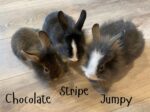 5 BEAUTIFUL BUNNIES.  Sweet, Cuddly, 8-Week-Old Dwarf Lionhead Bunnies ..