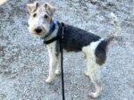 CHICAGO. Playful 7-Year-Old Wire Haired Fox Terrier Finds Home (Includes ..