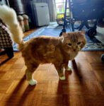 COPPER. Neutered, Fully Vaxxed, Handsome and Gentle 7-Year-Old Male Cat ..