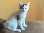 DOLLY. De-Wormed,12-Week-Old Sociable Kitten Finds a New Home 