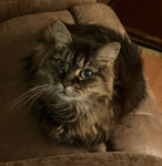 PINK. Spayed, Fully Vaxxed, De-Clawed, Loving and Social 12-Year-Old Female ..