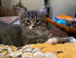 Rachael and Yoda, twelve week old, affectionate, playful kittens, seek ..