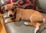 ACE. Sweet 10-Week-Old Female Yorkshire Terrier / Chihuahua / Bulldog ..