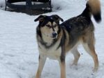 POLAR. Neutered, Fully Vaxxed, 3-Year-Old Alaskan Malamute / Husky / ..