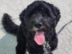 WOOLY. Sweet 1-Year-Old Portuguese Water Dog Finds New Home in ..