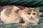 Agnes. Gorgeous, Declawed, Calico Cat Finds Ideal New Forever Home 