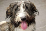 Stella. Seeking Active New Home For Energetic, Young, Mix Breed ..