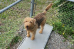 Sundae. Affectionate Airedale Terrier, Female, Needs Great New Home 