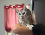 Icy – 11 Year Old Egyptian Mau | Declawed | ..