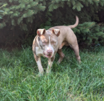 Rubble | A 9 Month Old American Bulldog | Needs ..