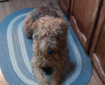 Sundae | A 6 Year Old Female Airedale Terrier | ..