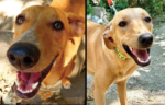 Gaby & Lola | Mexico to Canada Needs Forever Home 