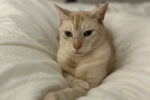 Jameson. Handsome Male Cat, Declawed, Really Needs New Forever Home 