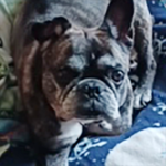 Lucky | Gentle French Bulldog Needs A Forever Home 