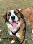 Bernese Mountain Dog Mix Puppy Betty Needs A Forever Home 